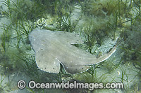 Australian Angel Shark Squatina australis Photo - Gary Bell