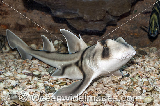 Port Jackson Shark photo Port Jackson Shark photo