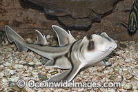 Port Jackson Shark Photo - Gary Bell