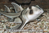 Port Jackson Shark Photo - Gary Bell