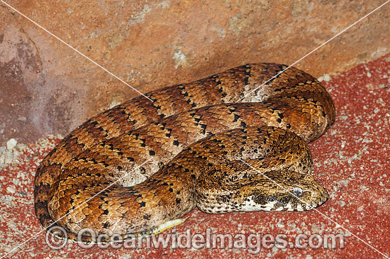 Death Adder Acanthophis antarcticus photo
