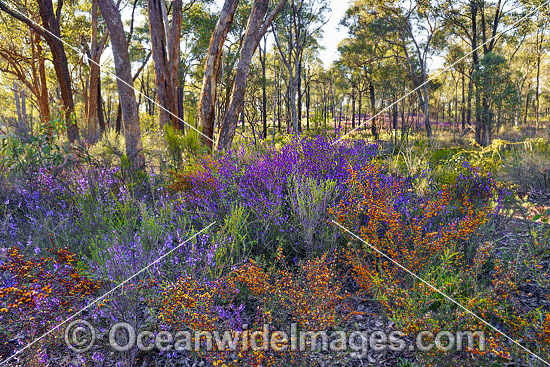 Wildflowers Victoria photo Wildflowers Victoria photo
