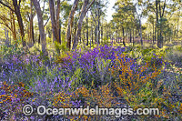 Wildflowers Victoria Photo - Gary Bell