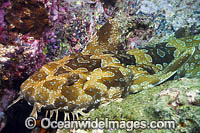 Spotted Wobbegong Shark Coffs Harbour Photo - Gary Bell