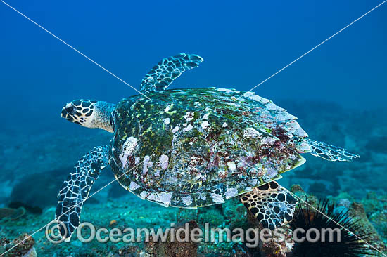 Hawksbill Sea Turtle Coffs Harbour photo Hawksbill Sea Turtle Coffs Harbour photo