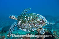 Hawksbill Sea Turtle Coffs Harbour Photo - Gary Bell