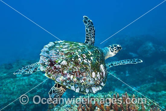 Hawksbill Sea Turtle swimming photo Hawksbill Sea Turtle swimming photo