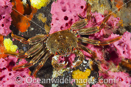 Crab on Sea Sponge photo Crab on Sea Sponge photo