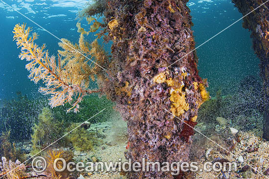 Mysid Shrimp around pylon photo