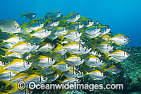 Eastern Pomfred Schooling Photo - Gary Bell