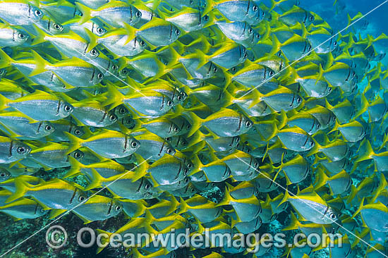 Eastern Pomfred Schooling photo Eastern Pomfred Schooling photo