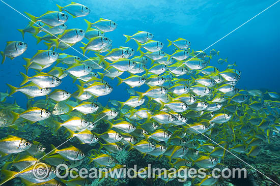 Eastern Pomfred Schuettea scalaripinnis photo Eastern Pomfred Schuettea scalaripinnis photo