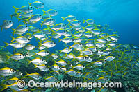 Eastern Pomfred Schuettea scalaripinnis Photo - Gary Bell