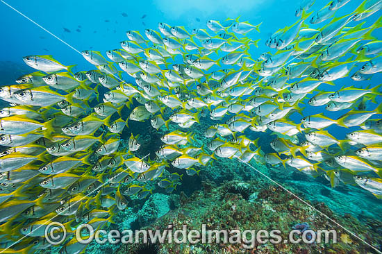 Eastern Pomfred Schooling photo Eastern Pomfred Schooling photo