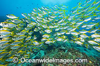 Eastern Pomfred Schooling Photo - Gary Bell