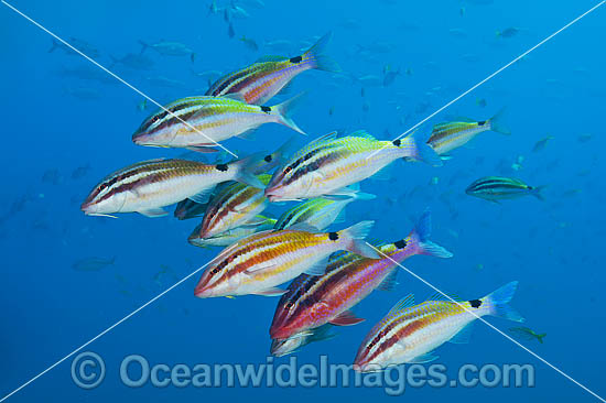 Black-spot Goatfish Solitary Islands photo Black-spot Goatfish Solitary Islands photo