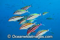 Black-spot Goatfish Solitary Islands Photo - Gary Bell