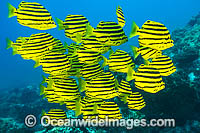 Stripey Solitary Islands Photo - Gary Bell