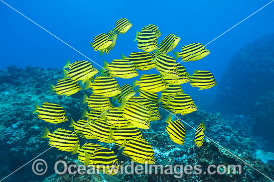 Stripey Coffs Harbour photo Stripey Coffs Harbour photo
