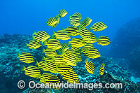 Stripey Coffs Harbour Photo - Gary Bell