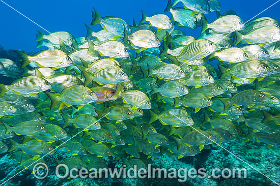 Tarwhine Coffs Harbour photo