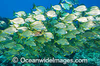 Tarwhine Coffs Harbour Photo - Gary Bell
