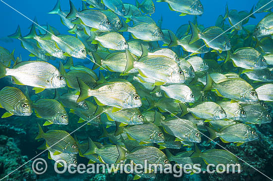 Tarwhine Schooling photo Tarwhine Schooling photo