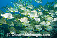 Tarwhine Schooling Photo - Gary Bell