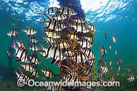 Old Wife Enoplosus armatus Photo - Gary Bell