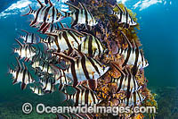 Old Wife Enoplosus armatus Photo - Gary Bell
