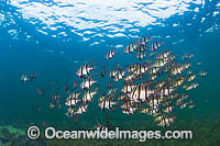 Old Wife Edithburgh Jetty Photo - Gary Bell