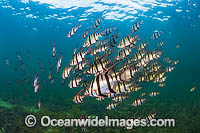 Old Wife schooling under jetty Photo - Gary Bell