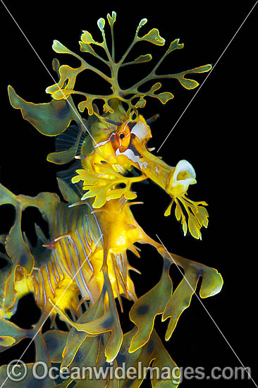Leafy Seadragon photo