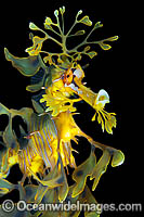 Leafy Seadragon Photo - Gary Bell