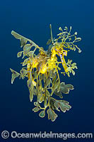 Leafy Seadragon South Australia Photo - Gary Bell
