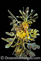 Leafy Seadragon Phycodurus eques Photo - Gary Bell