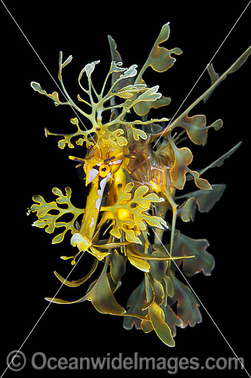 Leafy Seadragon photo Leafy Seadragon photo