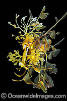 Leafy Seadragon Photo - Gary Bell