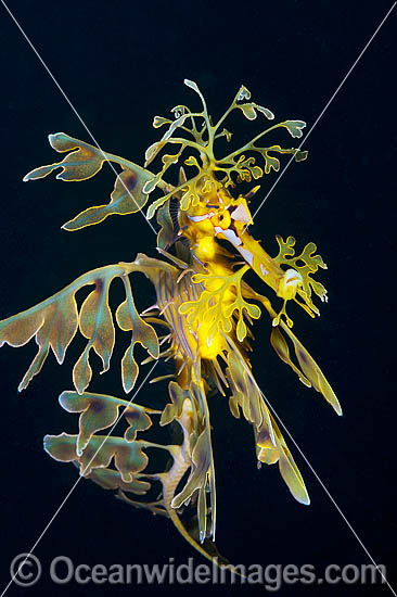 Leafy Seadragon South Australia photo Leafy Seadragon South Australia photo