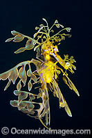 Leafy Seadragon South Australia Photo - Gary Bell