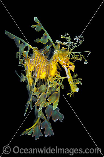 Leafy Seadragon Phycodurus eques photo Leafy Seadragon Phycodurus eques photo