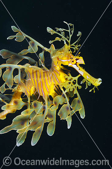 Leafy Seadragon South Australia photo Leafy Seadragon South Australia photo