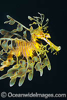 Leafy Seadragon South Australia Photo - Gary Bell
