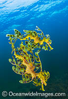 Leafy Seadragon South Australia Photo - Gary Bell