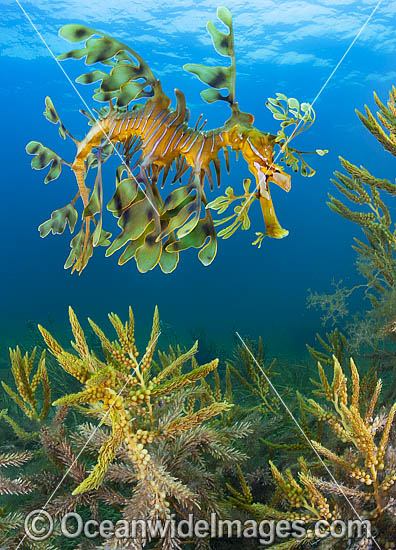 Leafy Seadragon South Australia photo Leafy Seadragon South Australia photo