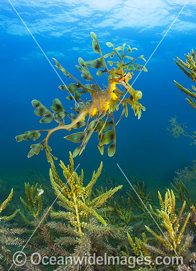 Leafy Seadragon Phycodurus eques photo Leafy Seadragon Phycodurus eques photo