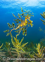 Leafy Seadragon Phycodurus eques Photo - Gary Bell