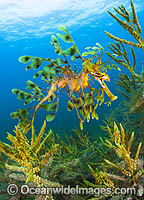 Leafy Seadragon South Australia Photo - Gary Bell