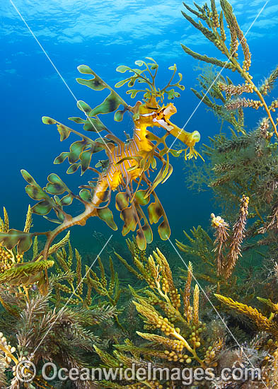 Leafy Seadragon photo