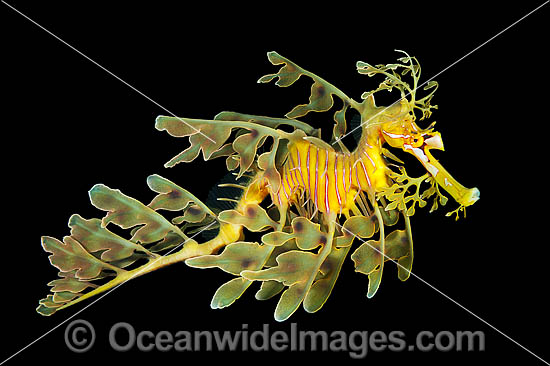 Leafy Seadragon South Australia photo
